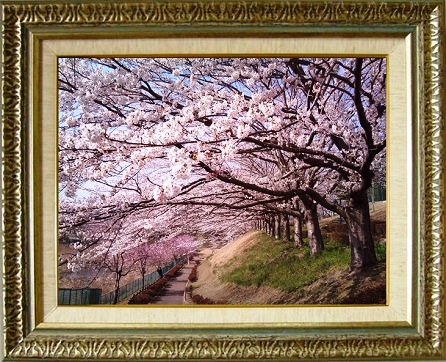 sakura.jpg